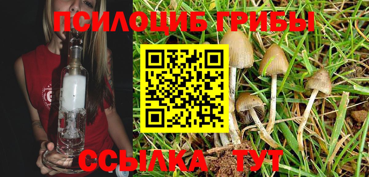 Псилоцибиновые грибы Psilocybine cubensis Можга